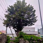 しりべし・くつろ木の会