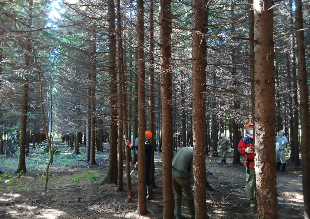 北海道森林土木建設業協会の森林ボランティアに参加してきました!